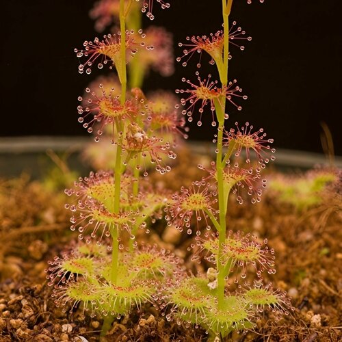    , Drosera Auriculata 10+ ,  ,     -     , -, 