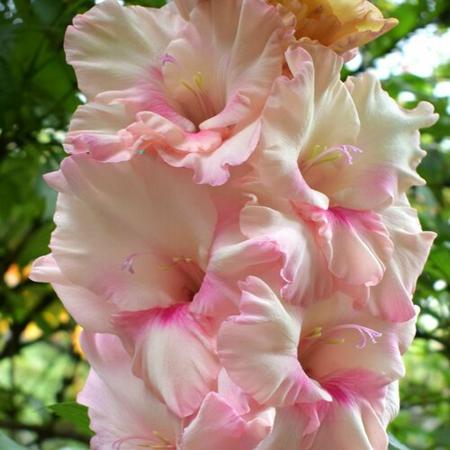 ���� ��������� ����������� ������ (3 �� ������� � ��������) ������ ������