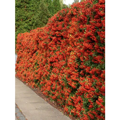      (Pyracantha coccinea), 15    -     , -, 