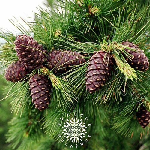 ���� ������ ��������� ���� - ����� ��������� (���. Pinus sibirica) 25�� ������ ������