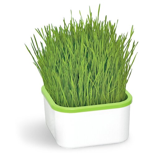 ���� �������� ���� ������������� �������������, 1 ��., ����� ������ ������