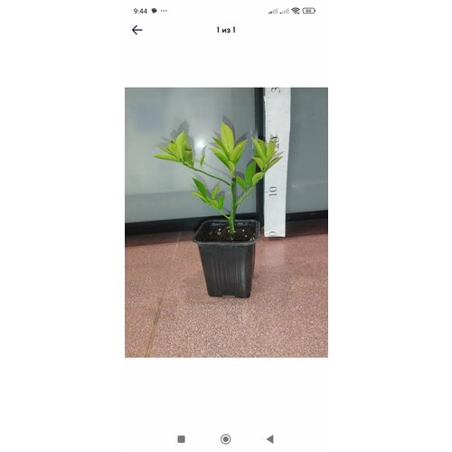 ���� ����� ������ ������ ������