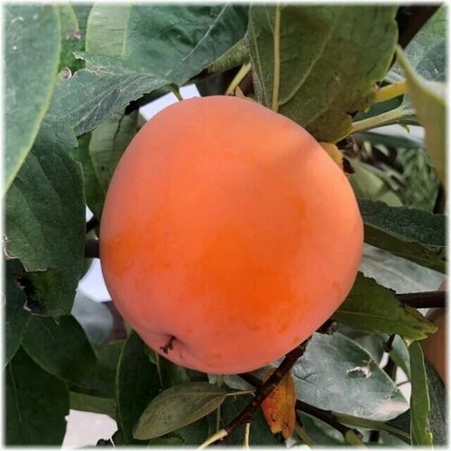 ���� ������� ����� 