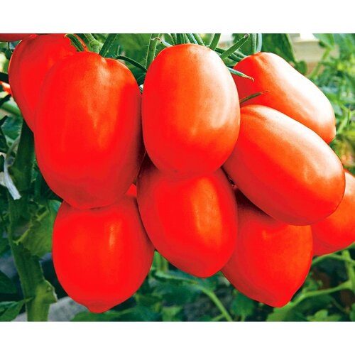 ���� ������ ����� F1 ������� - ������ 15 ���� ����� ���� ������ ������ ������