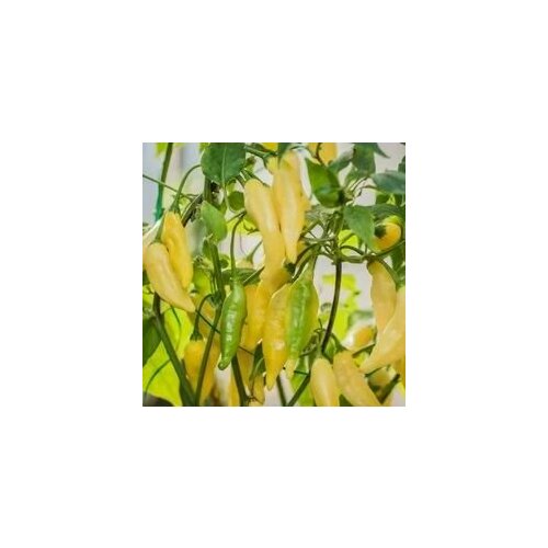     Lemon drop, 5  +    -     , -, 