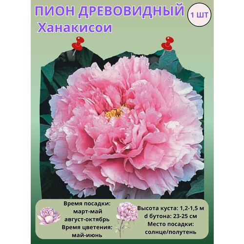 ���� ���� ����������� ���������, ����������� ����� ��� ���� ������ ������