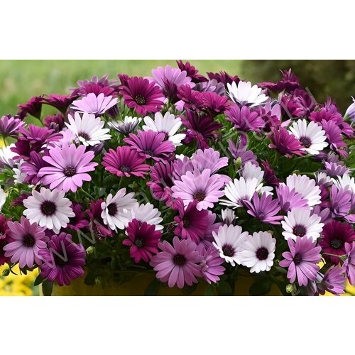 ���� ������ ������, ������������ ����� �������, ���� � ���-3�� ������ ������