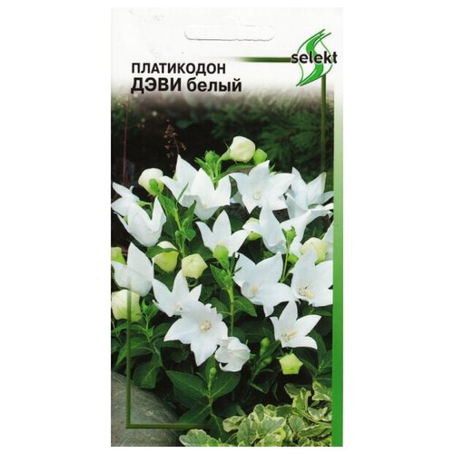 ���� ���������� ����, �����, 40 ����� ������ ������