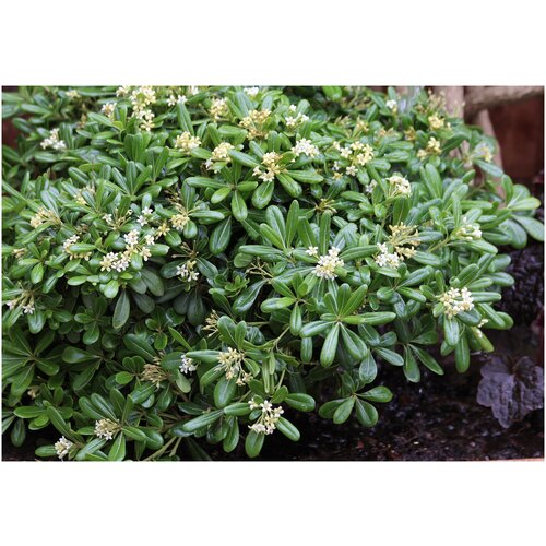   ,  -   - (Pittosporum tobira)  10   -     , -, 