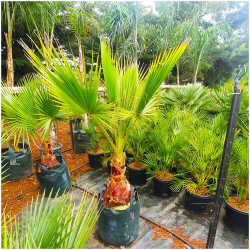 ���� ������ ��������� ����������� ������� ��������, 5 �� ������ ������