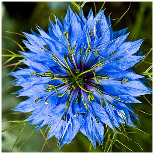    -   (. Nigella Sativa)  300    -     , -, 