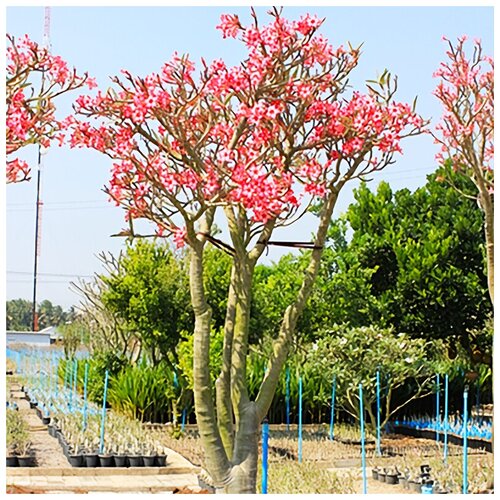 ���� ������ ��������� ������� ����������� ��������, 5 �� ������ ������