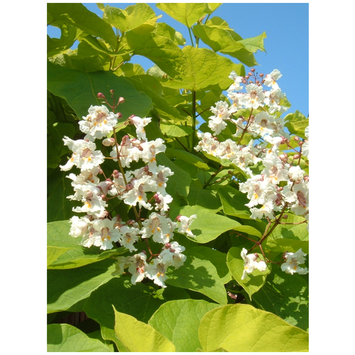     (Catalpa bignonioides), 20    -     , -, 