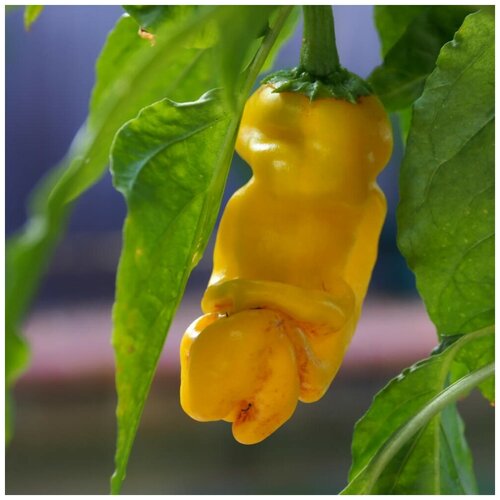      Peter pepper yellow 5 .   -     , -, 