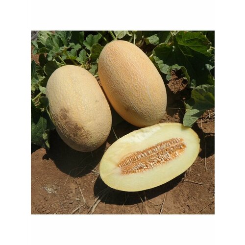 ���� ������ ���� ��������� (���������, ������) 10 ��. ������ ������