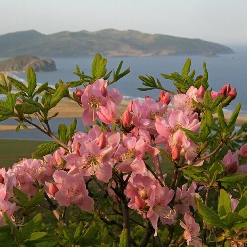      (rhododendron schlippenbachii), 25    -     , -, 