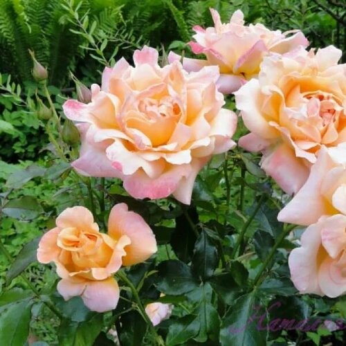 ���� ���� ���������� ���� ������ ������ ������