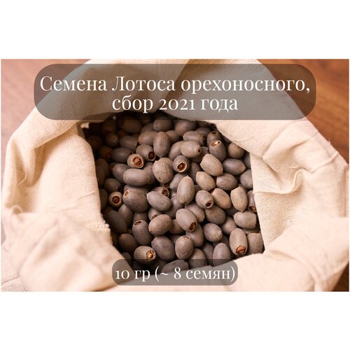 ���� ������ ������ ������ ������������ 'Lily pons' �������� ��� ��������� � ���������, ������ ������