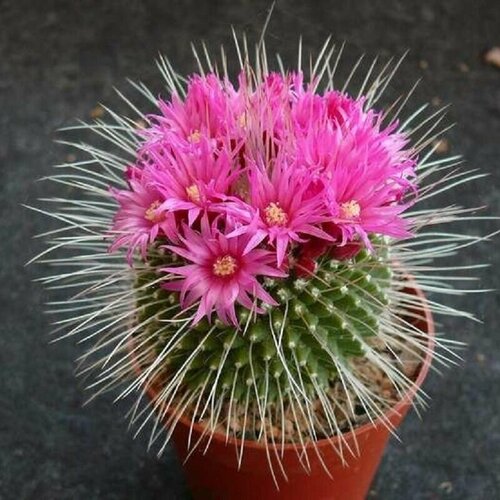 ���� ����������� ���������� 