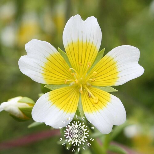     - - (. Limnanthes douglasii) 20    -     , -, 