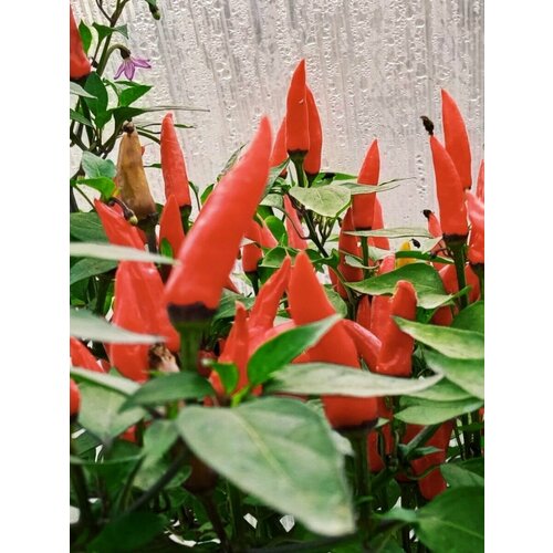     Dark thai long red ( ), 5    -     , -, 