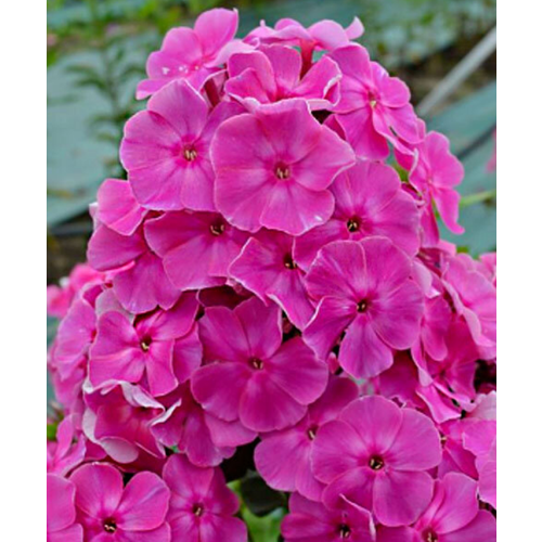 ���� ����� ������ ������, 1 ����� ������ ������