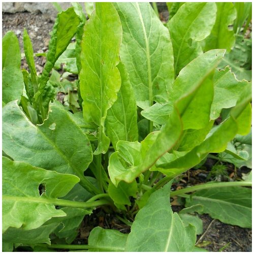 ���� ������ ������ ������ ������������� 100 ��. ������ ������