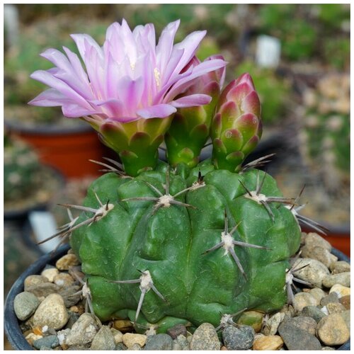      Gymnocalycium achirasense v. orientale VG-285 10 .   -     , -, 