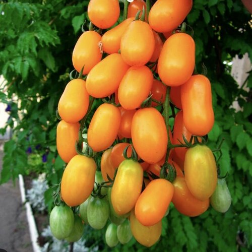 ���� ������ ������ ����� ���� ��������� �������� 10 ��. ������ ������