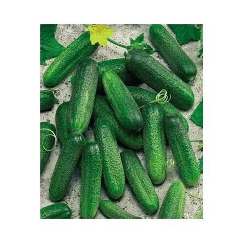 ���� ������������� ������ ������ ������ F1 ������ ������