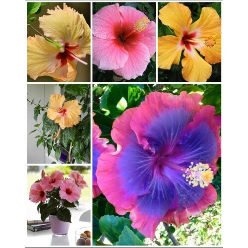 ���� ������ ��������� ������ �������� �������, ����������, ���������� ������ ������