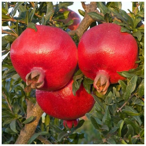 ���� ������ ������ ������ ������������ 20 ��. ������ ������