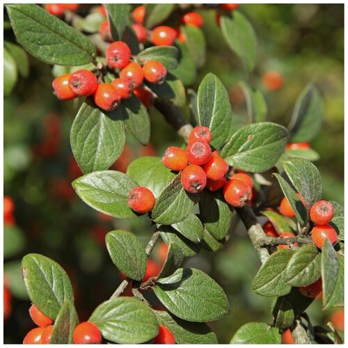    (. Cotoneaster microphyllus)  15   -     , -, 