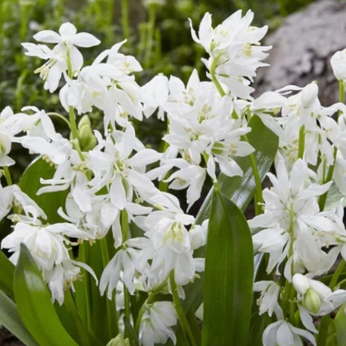 ���� ������ Siberica Alba(10 �������) ������ ������