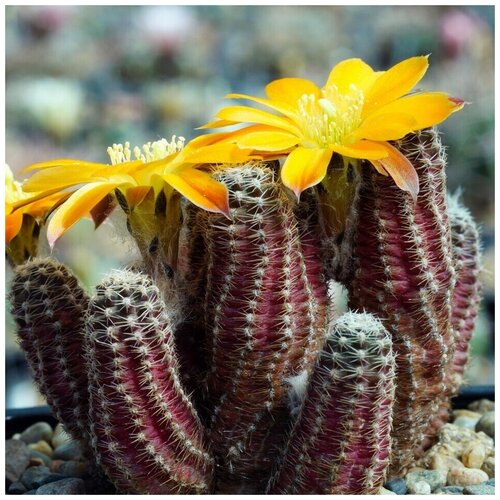 ���� ������ ������ ��������� ������ Mediolobivia pygmaea v. diersiana WR-631 10 ��. ������ ������