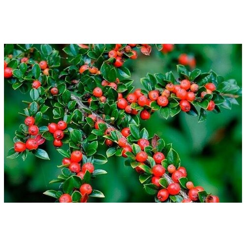    (. Cotoneaster horizontalis)  25   -     , -, 