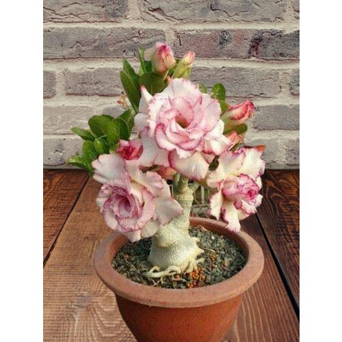 ���� ������� Peony, ����, ������ ������ ������