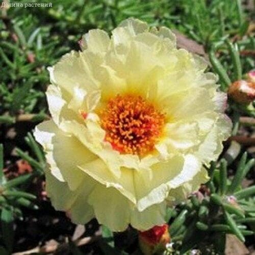 ���� �������� ��������� ���� (������). ������. ������ ������