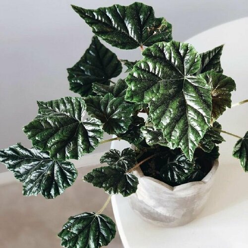   , Begonia Incarnata,    -     , -, 