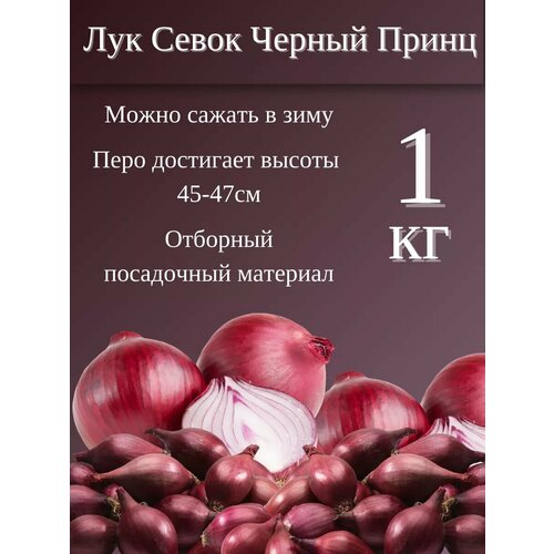 ���� ��� ����� ���� 