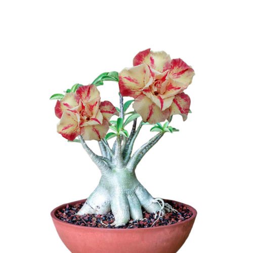 ���� ������������ ������ ������� Mahatap 3 ��. ������ ������