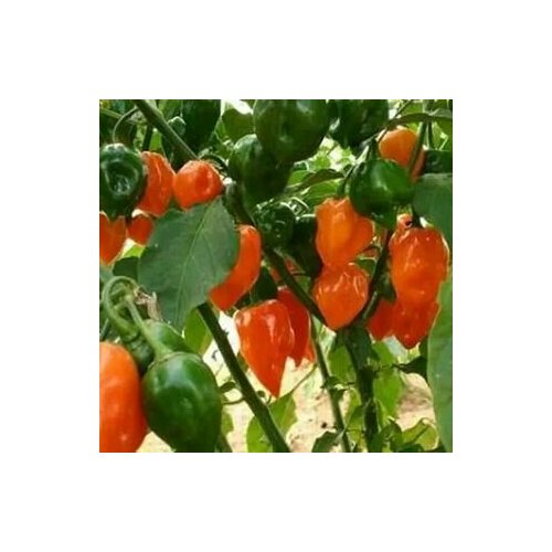     Habanero Orange, 5  +    -     , -, 