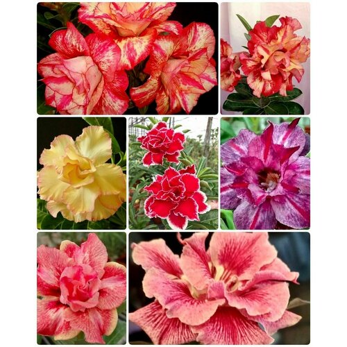 ���� ������ ��������� ������ ����������� ������� ���� 10 ����� � ������ ������ ������