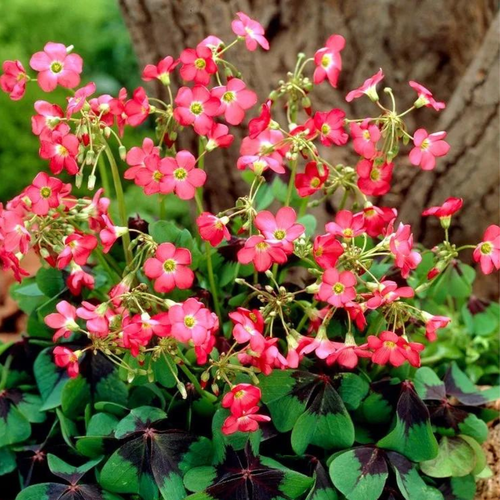 ���� ������� IRON CROSS ( 10 ������� ) ������ ������