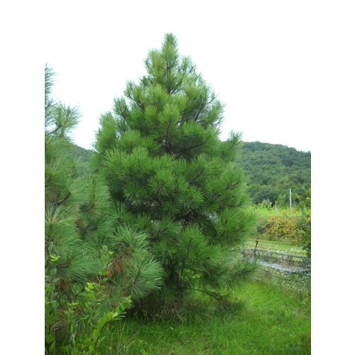     (Pinus jeffreyi), 10    -     , -, 