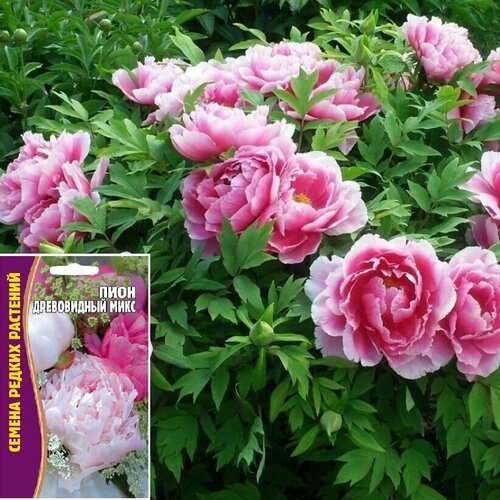 ���� ������ ������ �������������: ���� ����������� ���� (3�� �����) ������ ������