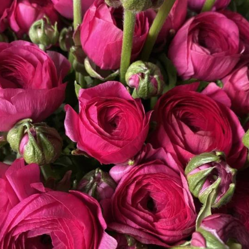 ���� �������� ������ , WOW FLOWERS , ����� ������� ( ���������� ) ������� 10 �� ������ ������