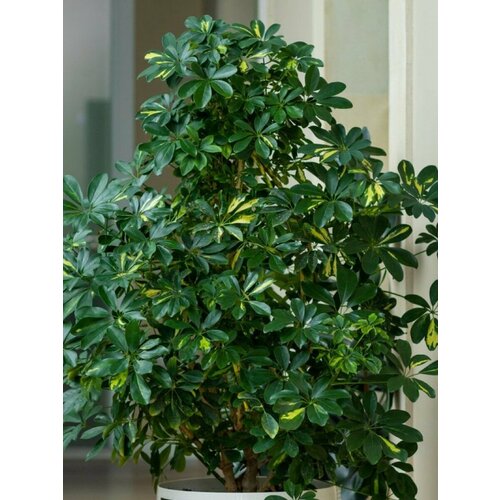     (Schefflera octophylla), 10    -     , -, 