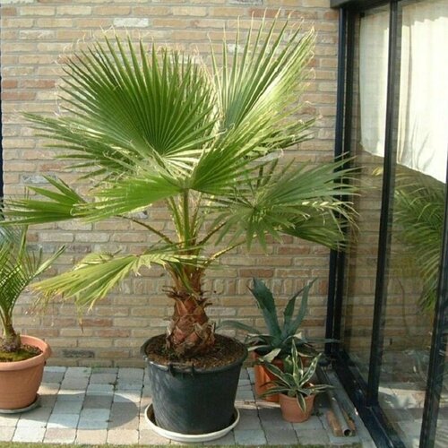 ���� �����������, ������ ���������, ������ ������ ������