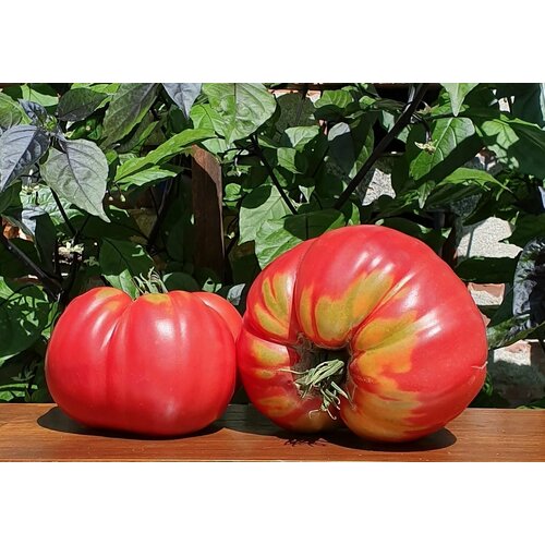 ���� ������ ����� ������� ������������� (DaCosta's Portuguese) / Seeds And Goods / � �������� zip-lock ��� ���������� 10 ����� ������ ������